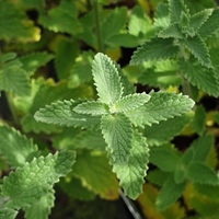 Nepeta racemosa 'Walker's Low'